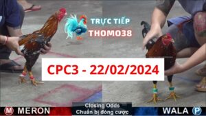 Đá gà thomo CPC3 ngày 22/02/2024