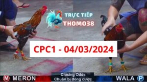 Đá gà thomo CPC1 ngày 04/03/2024