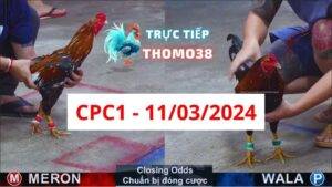 Đá gà thomo CPC1 ngày 11/03/2024