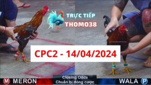 Đá gà thomo CPC2 ngày 14/04/2024