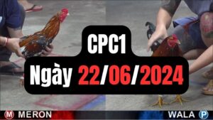 Đá gà thomo CPC1 ngày 22/06/2024