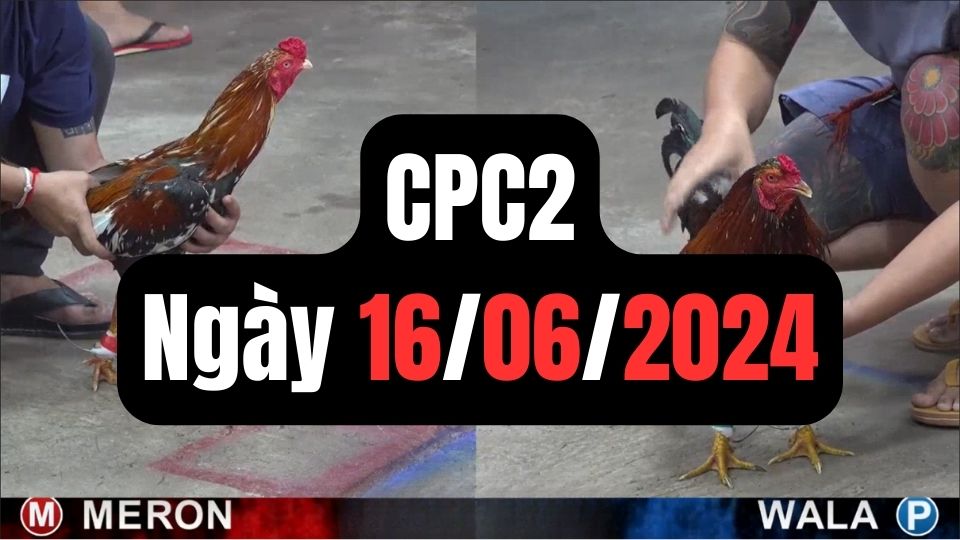 Đá gà thomo CPC2 ngày 16/06/2024