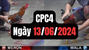 Đá gà thomo CPC4 ngày 13/06/2024