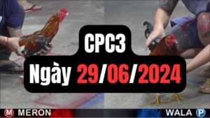 Đá gà thomo CPC3 ngày 29/06/2024