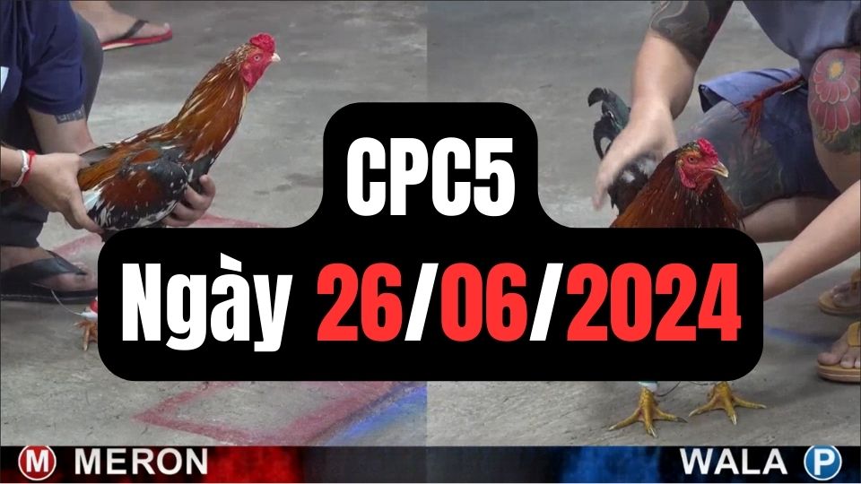 Đá gà thomo CPC5 ngày 26/06/2024