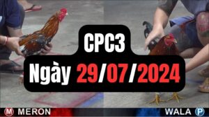 Đá gà thomo CPC3 ngày 29/07/2024