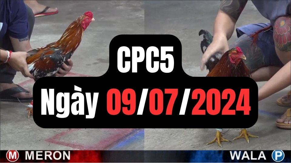 Đá gà thomo CPC5 ngày 09/07/2024