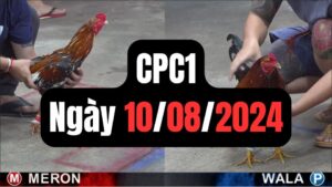 Đá gà thomo CPC1 ngày 10/08/2024