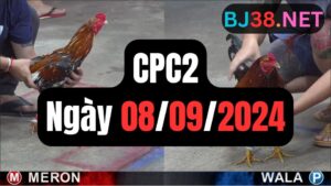 Đá gà thomo CPC2 ngày 08/09/2024