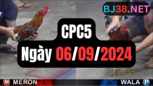 Đá gà thomo CPC5 ngày 06/09/2024